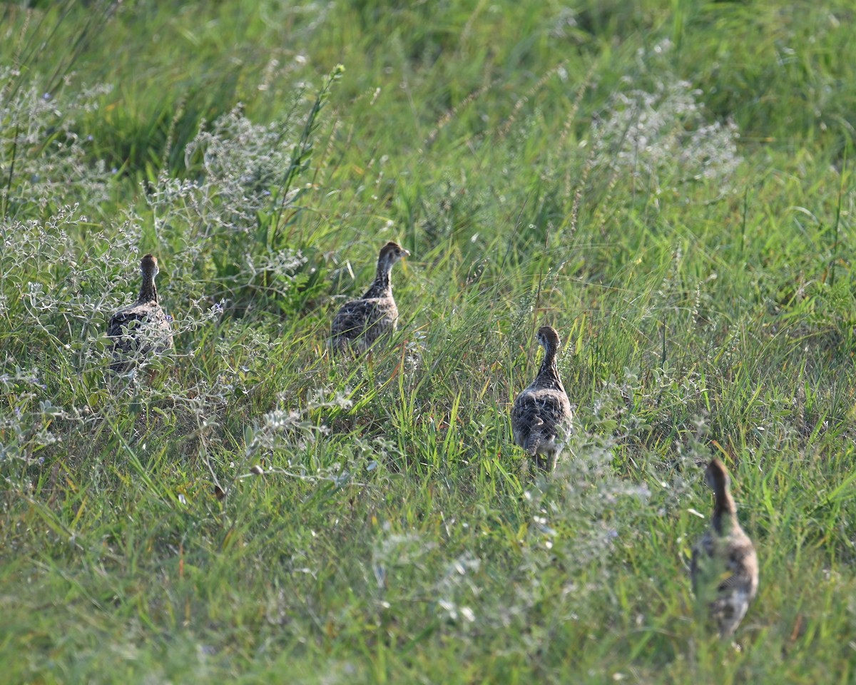Greater Prairie-Chicken - ML639741035