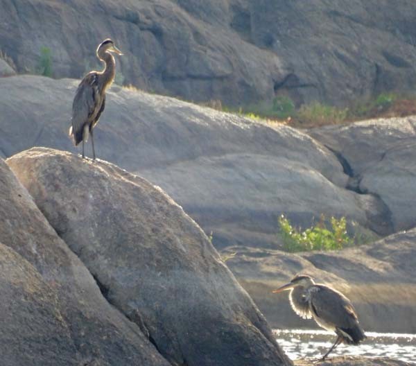 Great Blue Heron - ML639741040