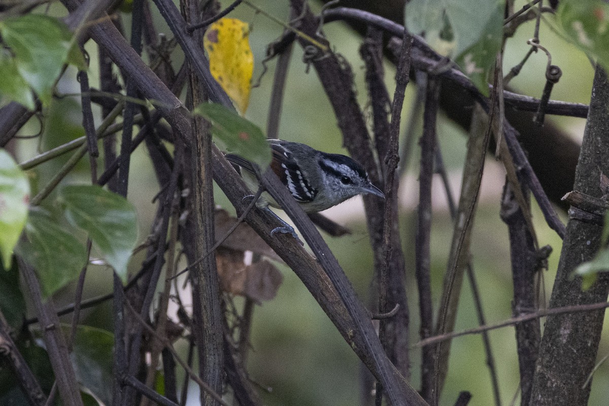 Rufous-margined Antwren - ML639741041