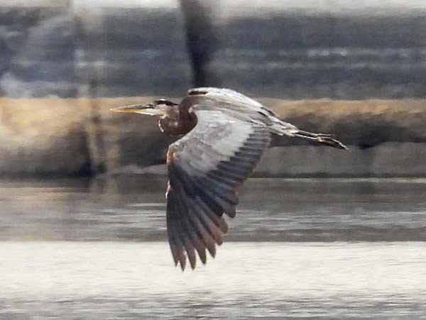 Great Blue Heron - ML639741042