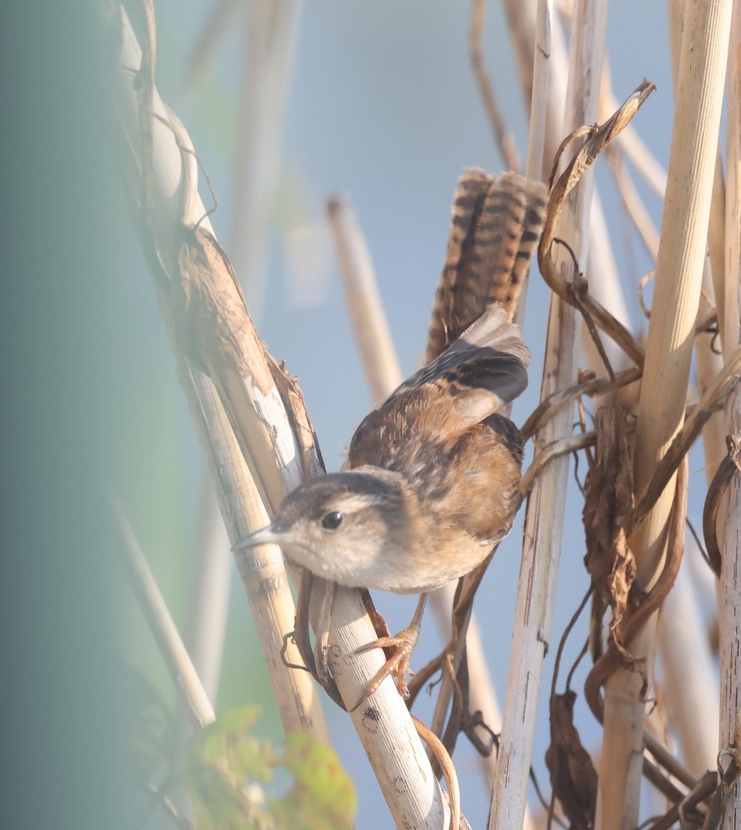 Marsh Wren - ML639741045