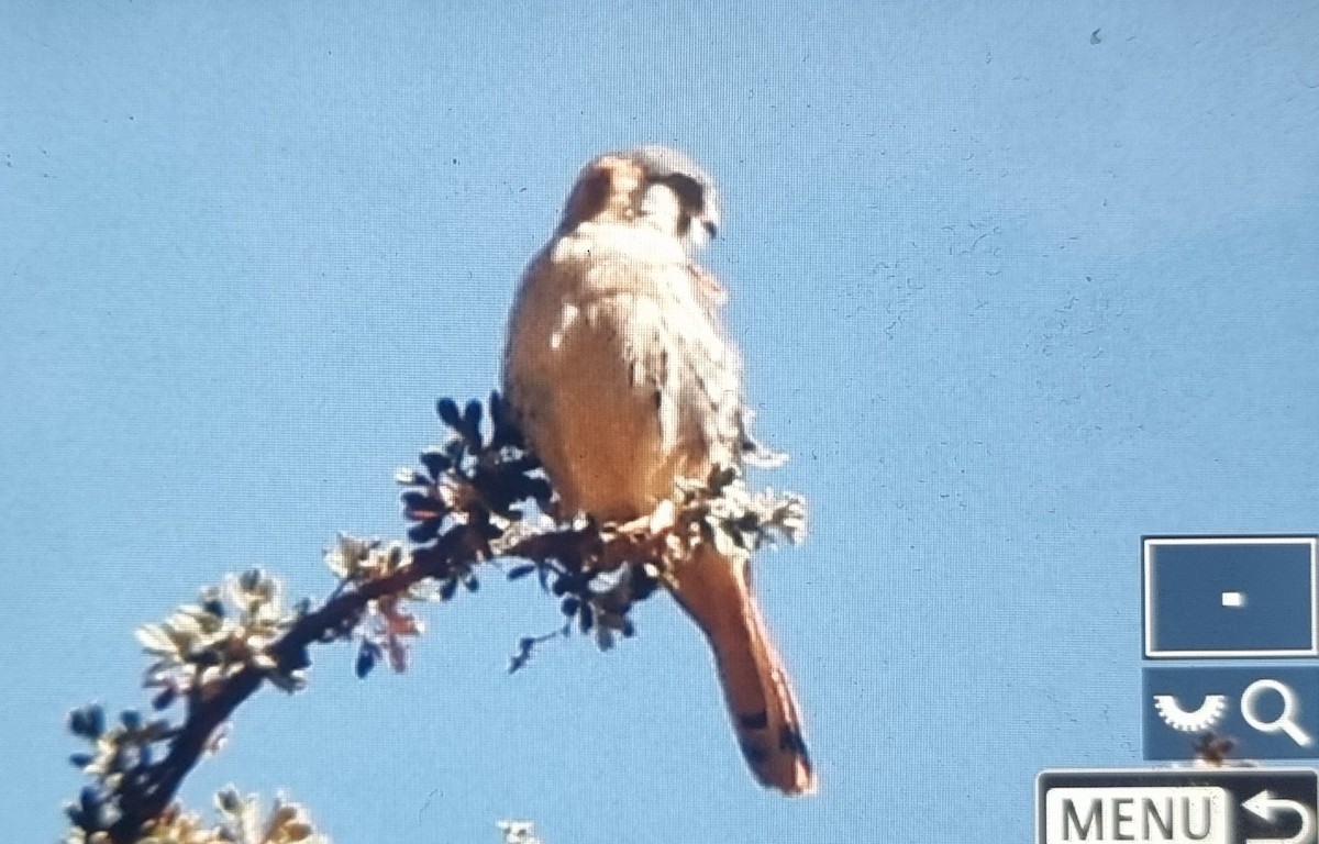 American Kestrel (South American) - ML639741046