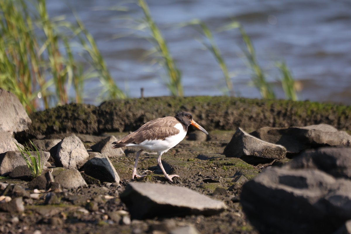 American Oystercatcher - ML639741056