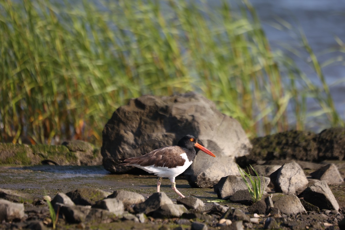 American Oystercatcher - ML639741061