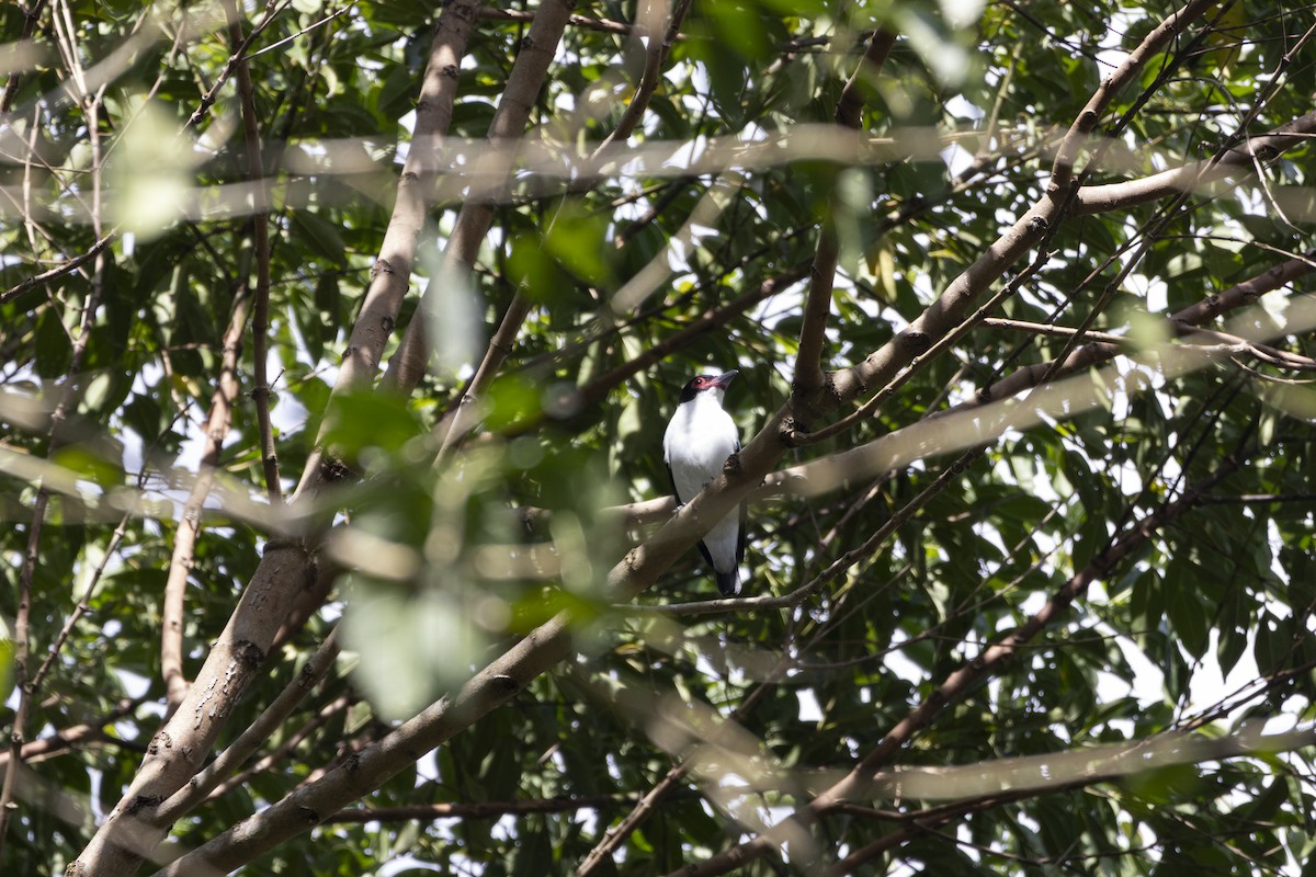 Black-tailed Tityra - ML639741086
