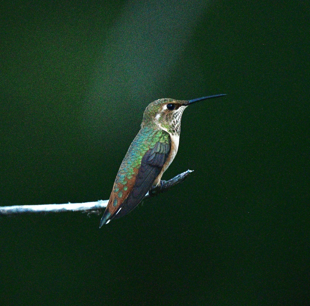 Rufous Hummingbird - ML639741100