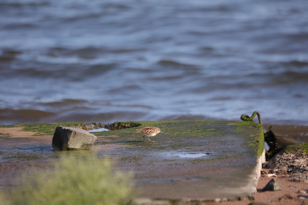 Least Sandpiper - ML639741122