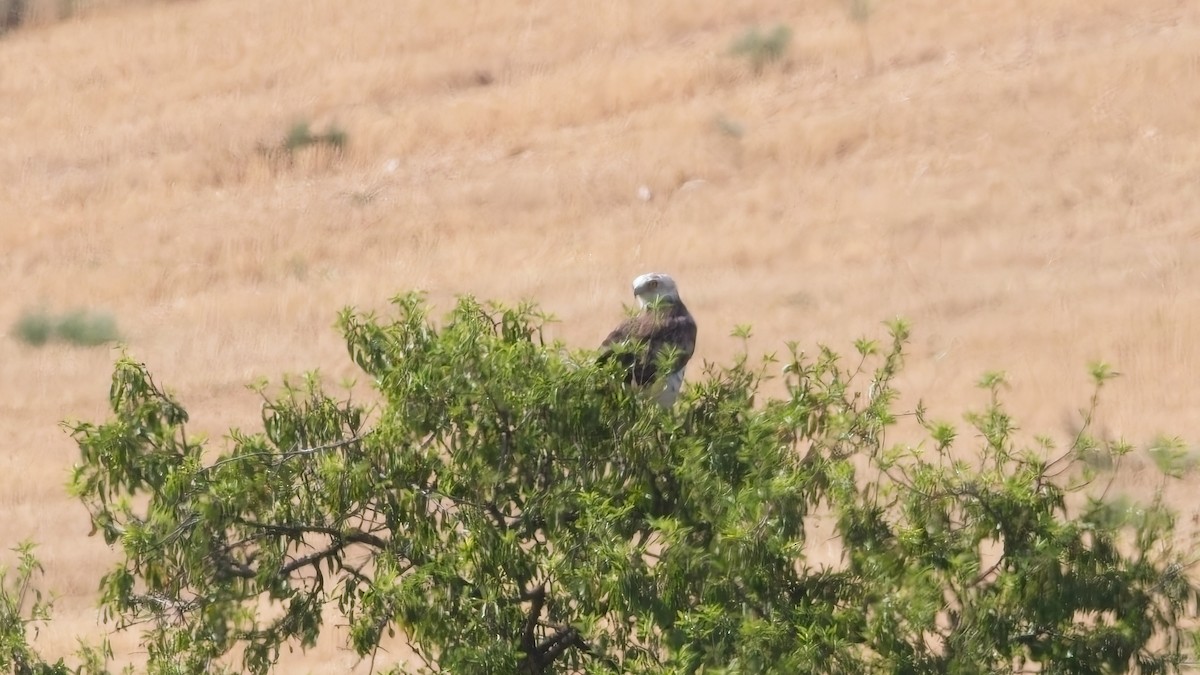 Short-toed Snake-Eagle - ML639741150