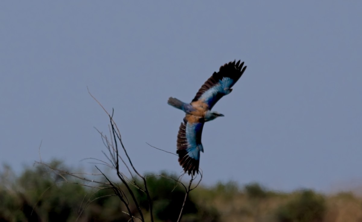 European Roller - ML639741156