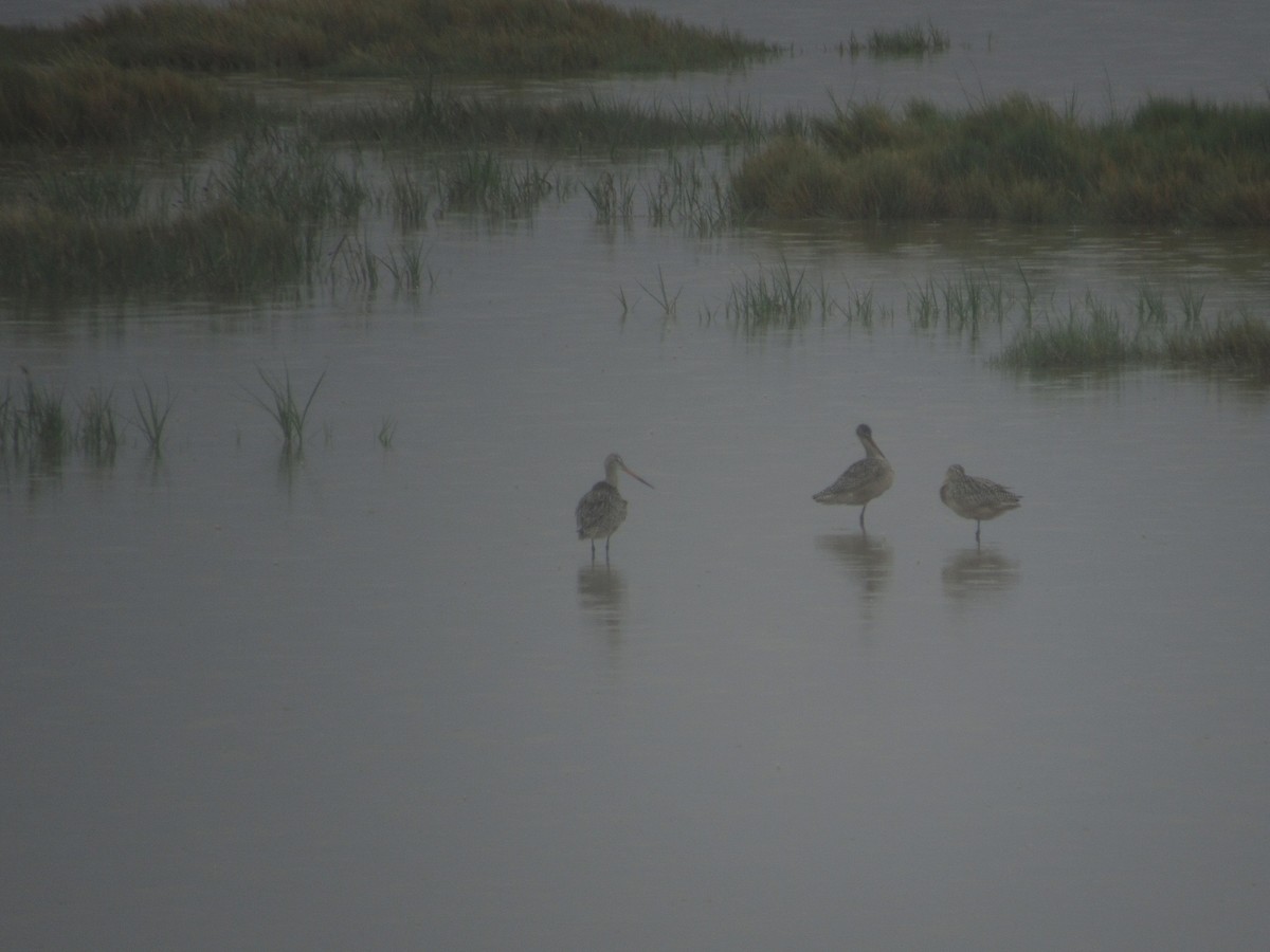 Marbled Godwit - ML639741159