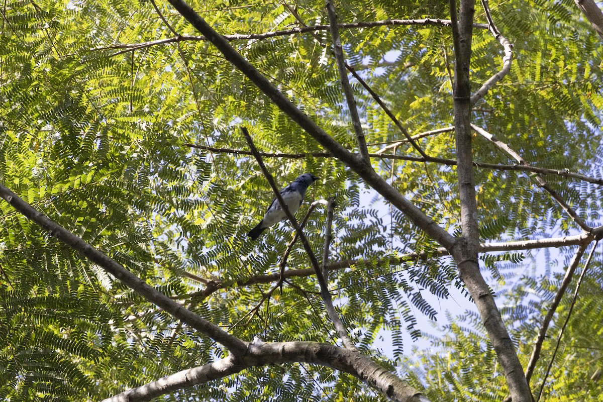 White-bellied Tanager - ML639741161