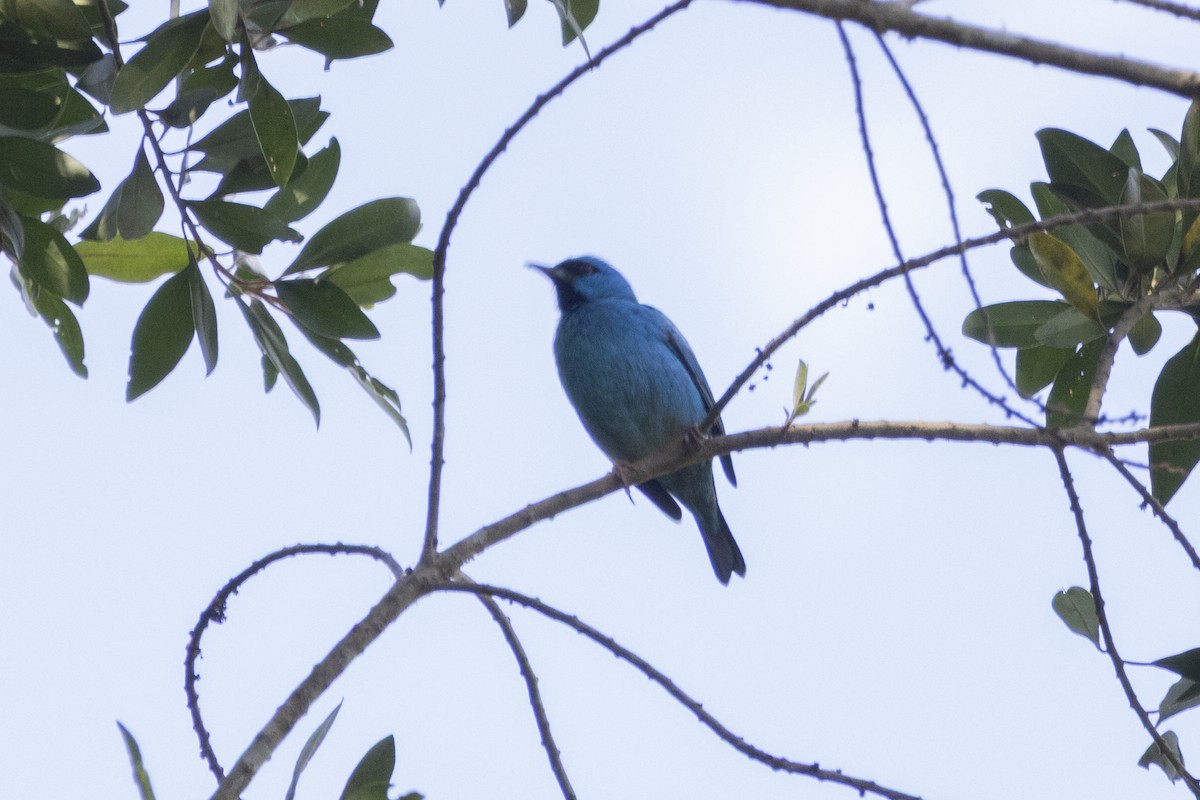 Blue Dacnis - ML639741167