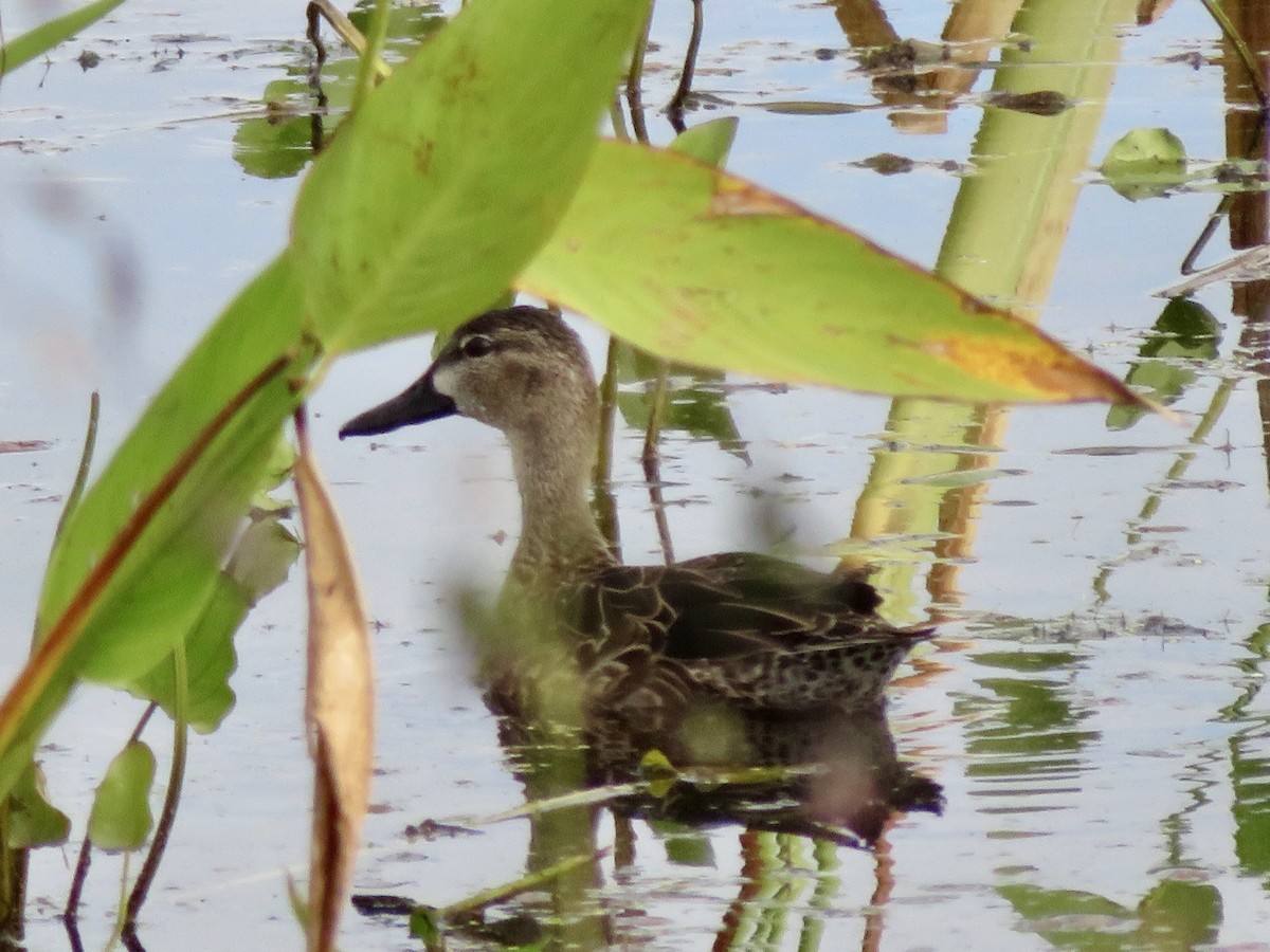 Blue-winged Teal - ML639741188