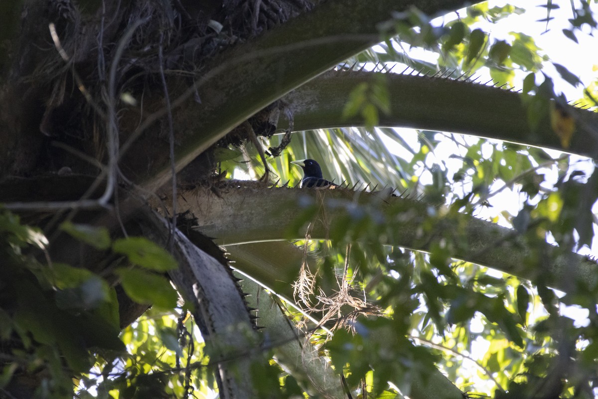 Red-rumped Cacique - ML639741218