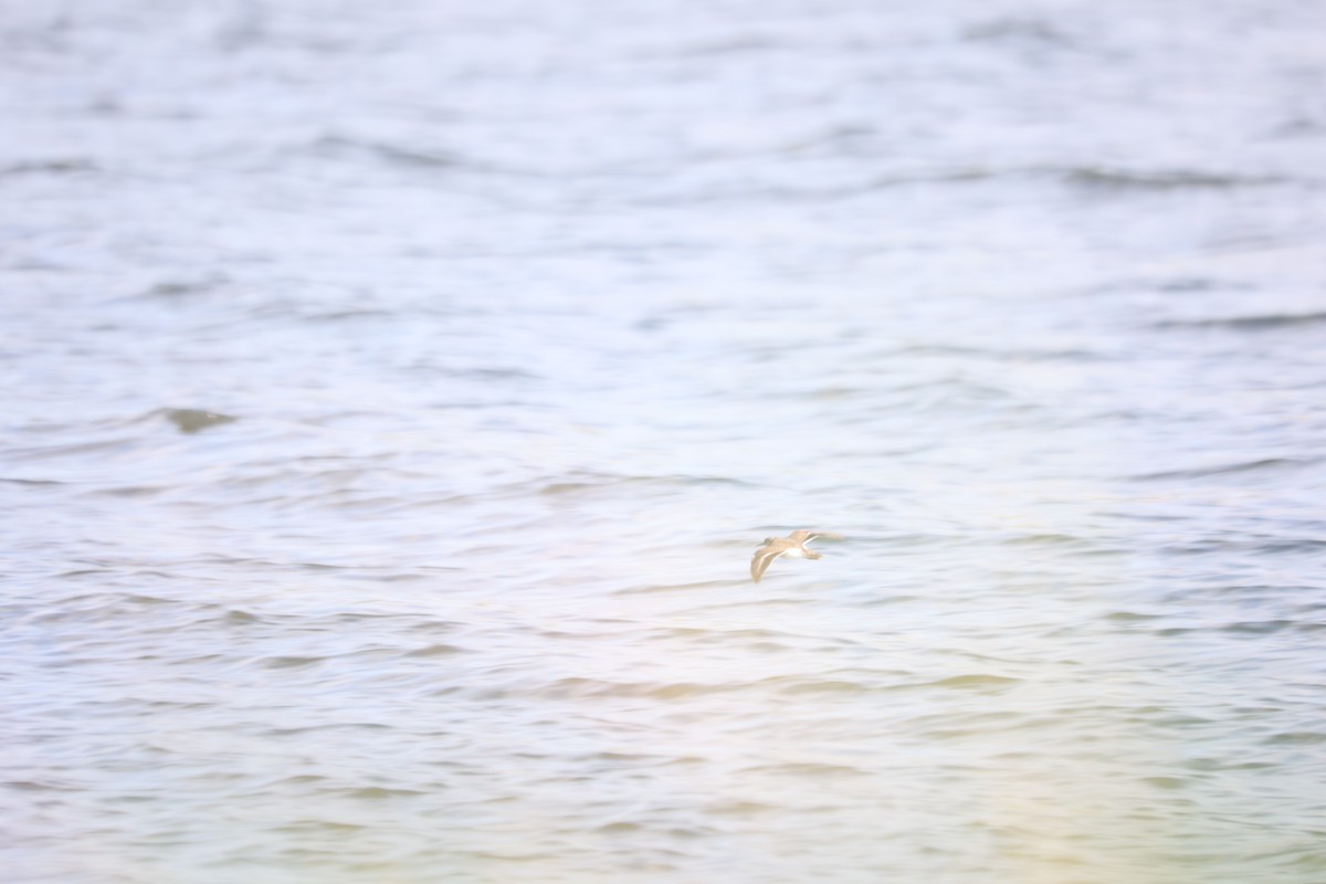 Spotted Sandpiper - ML639741243