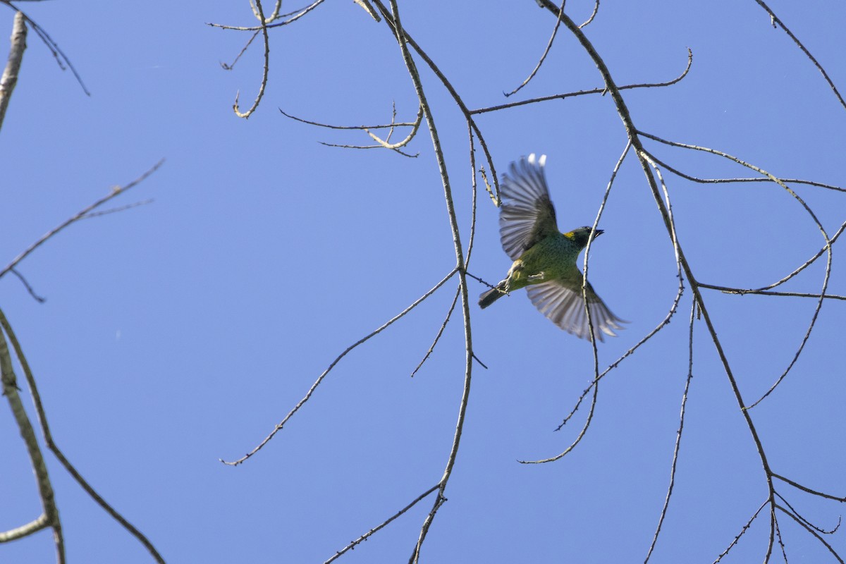 Green-headed Tanager - ML639741259