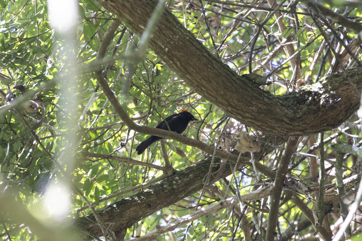 Flame-crested Tanager - ML639741265