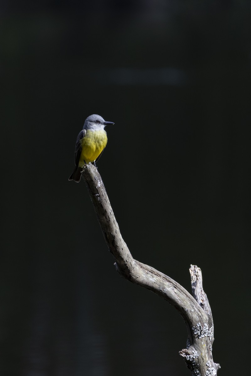 Tropical Kingbird - ML639741271