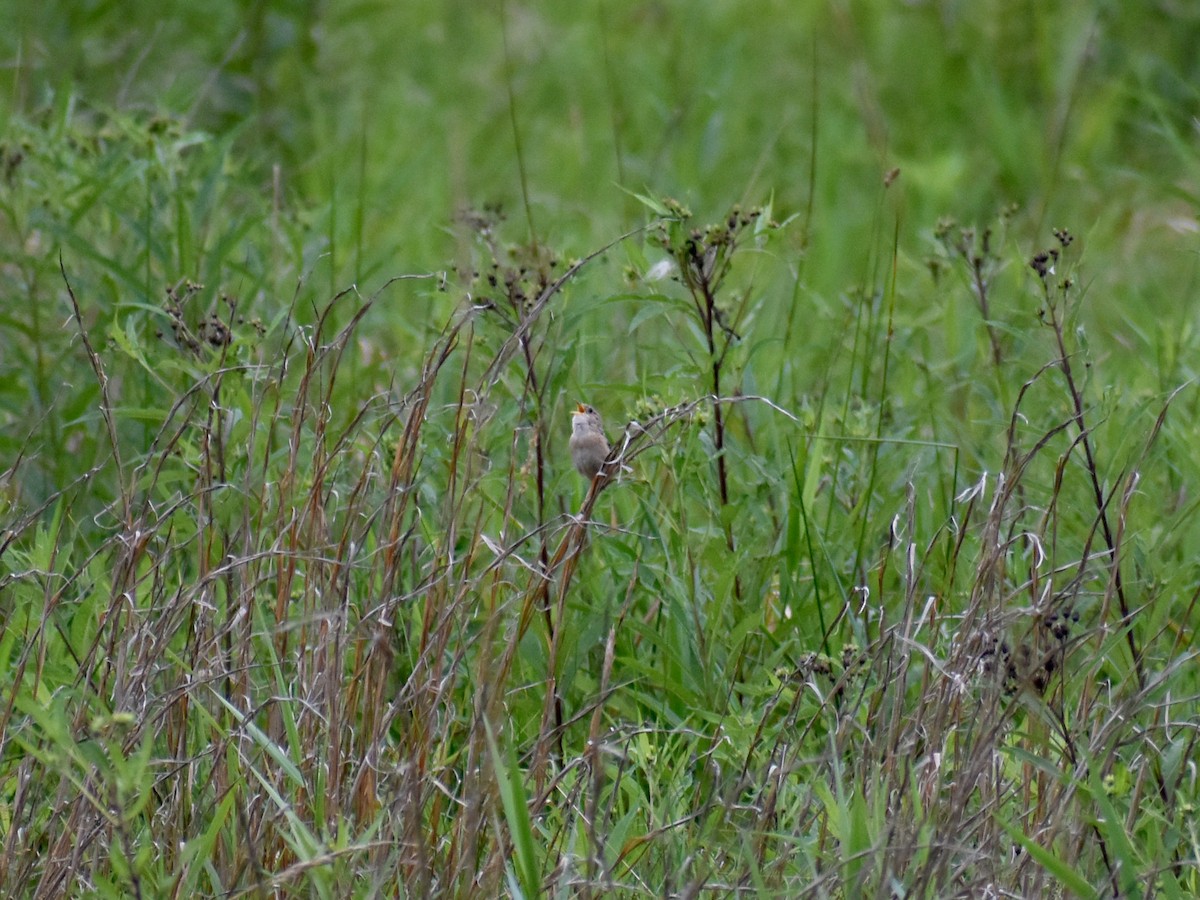 střízlík krátkozobý - ML639741286