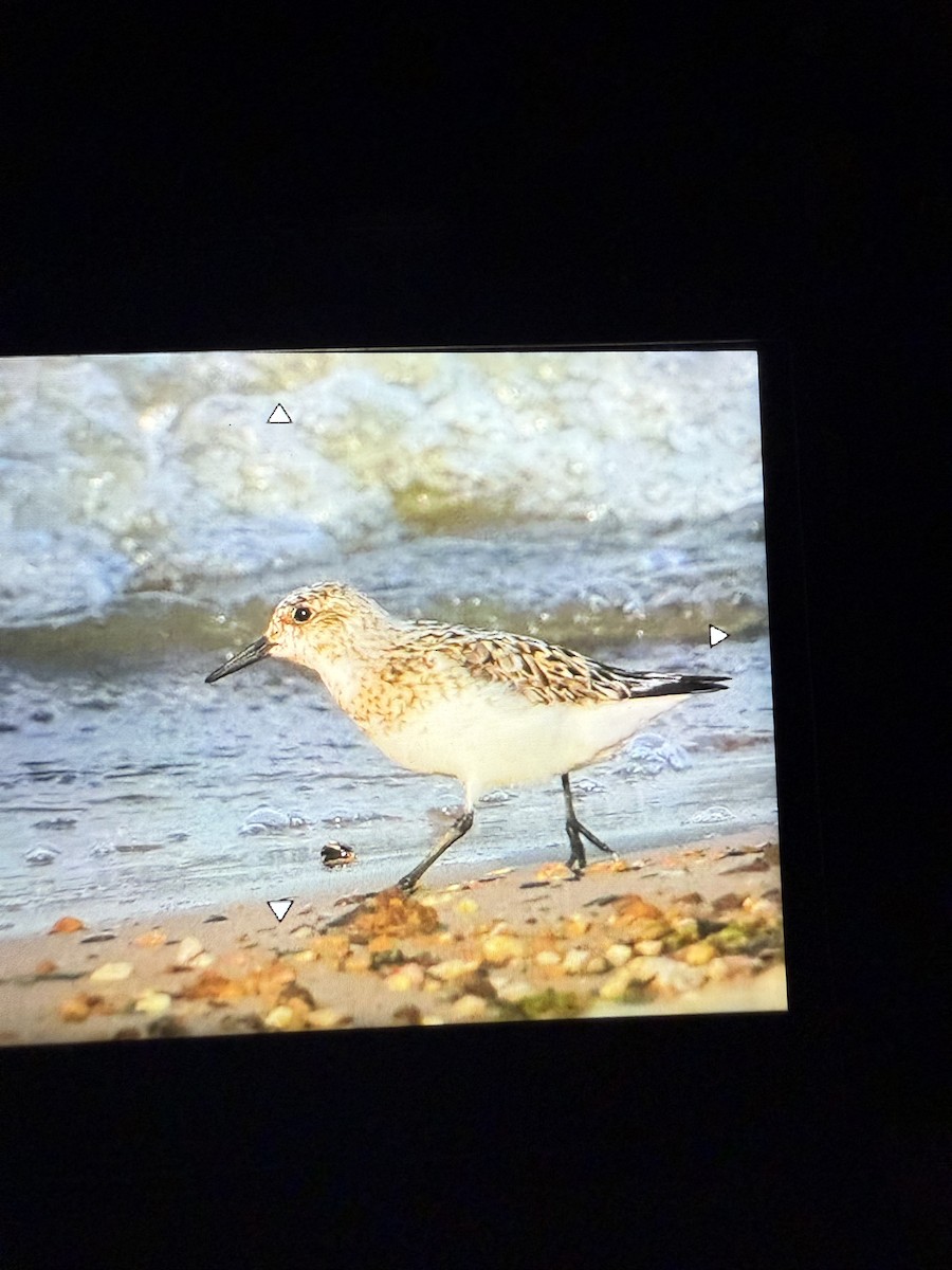 Sanderling - ML639741313