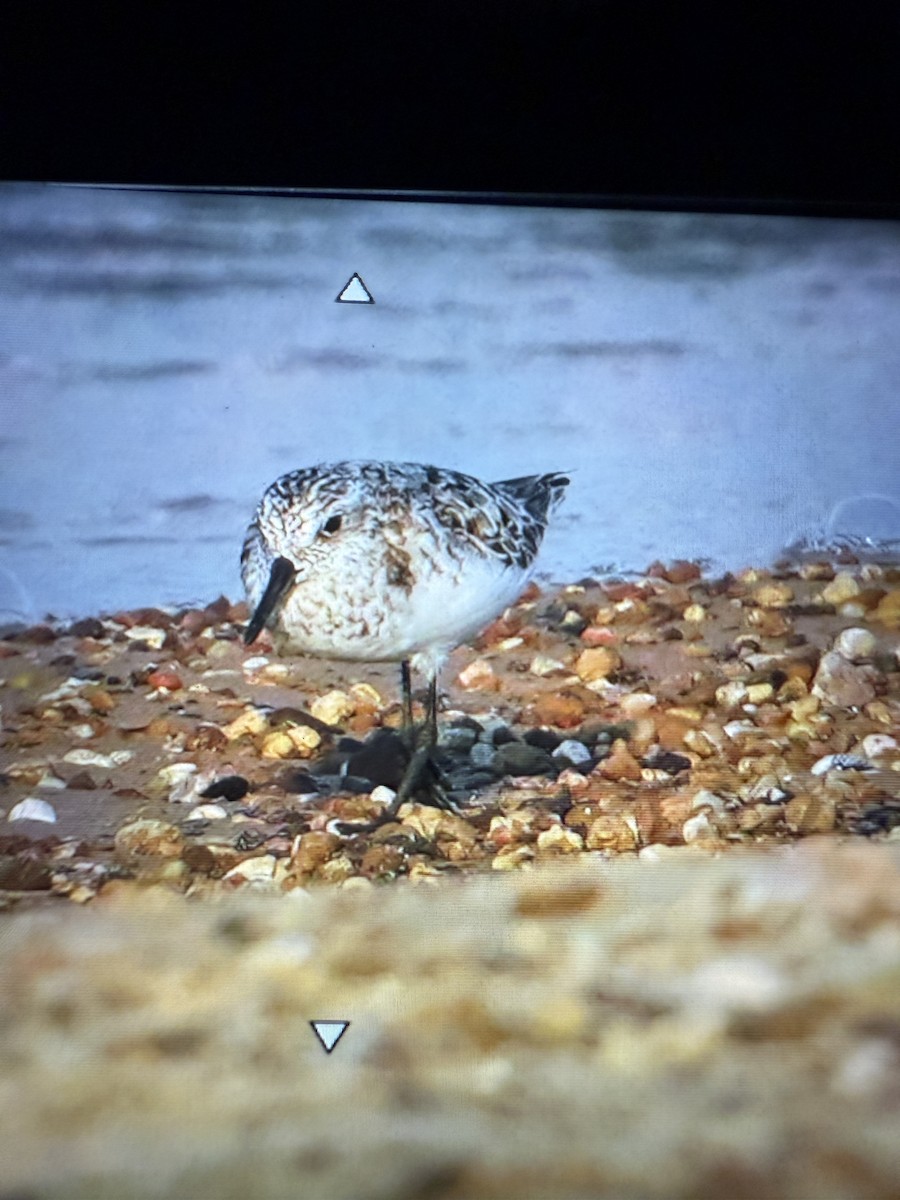 Sanderling - ML639741314