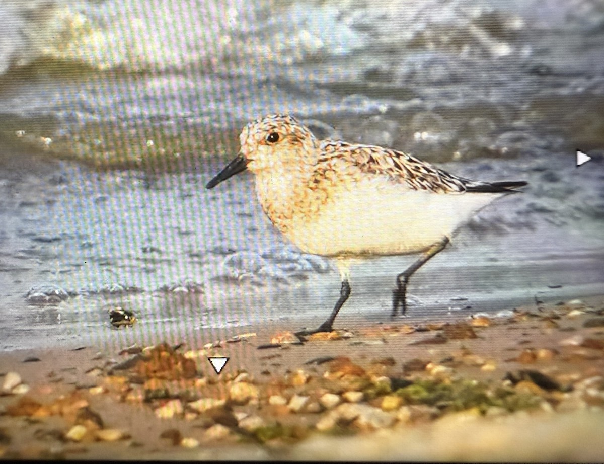 Sanderling - ML639741315