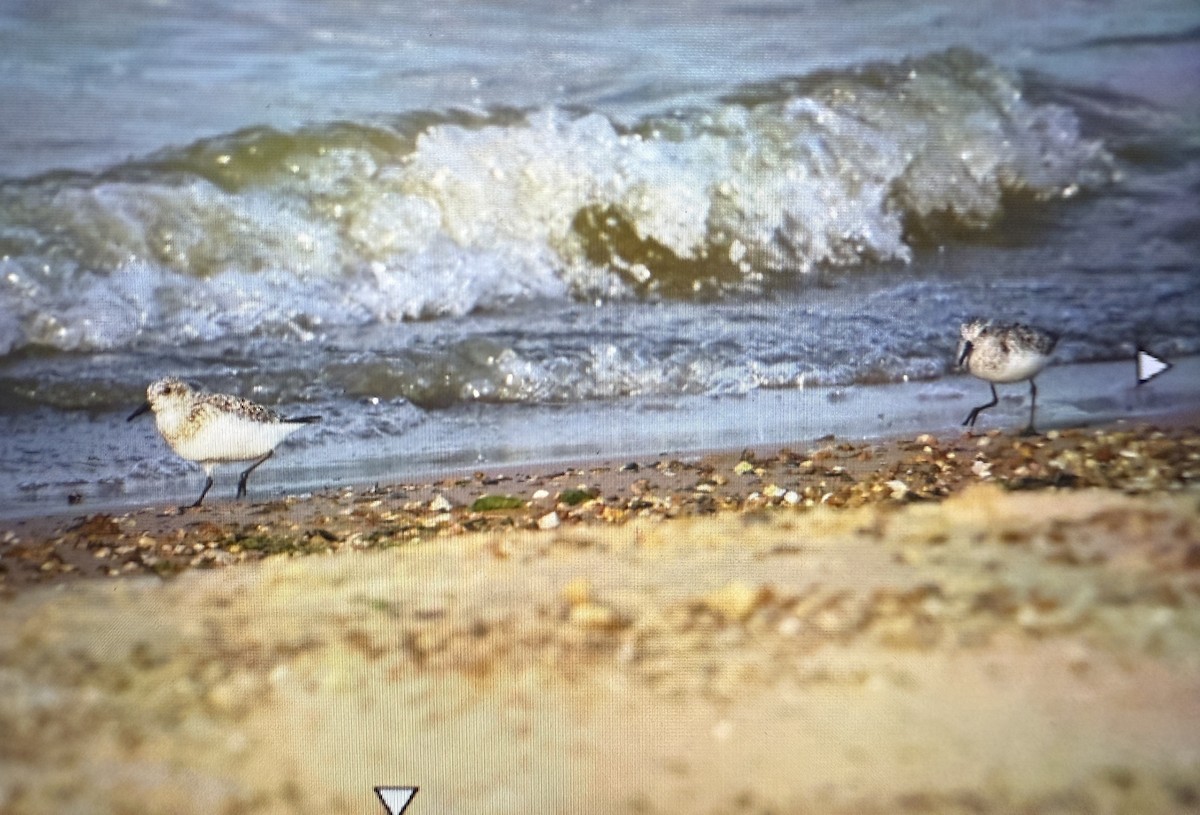 Sanderling - ML639741316