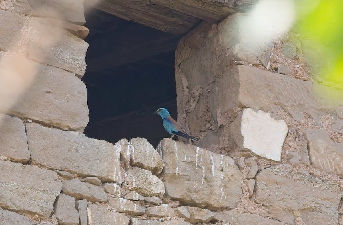 European Roller - ML639741332