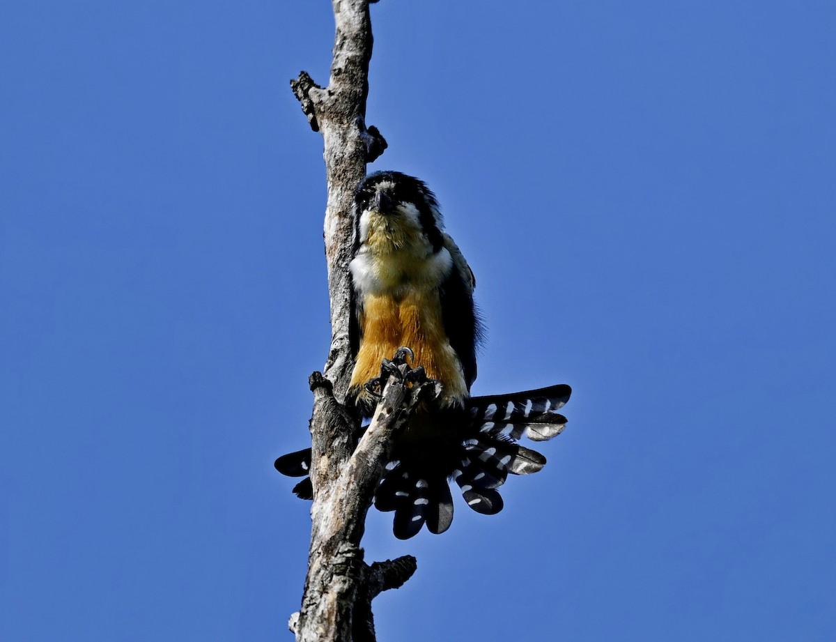 Black-thighed Falconet - ML639741388