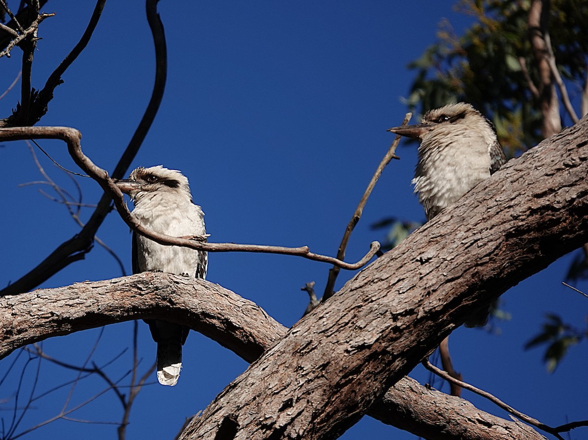 Laughing Kookaburra - ML639741402