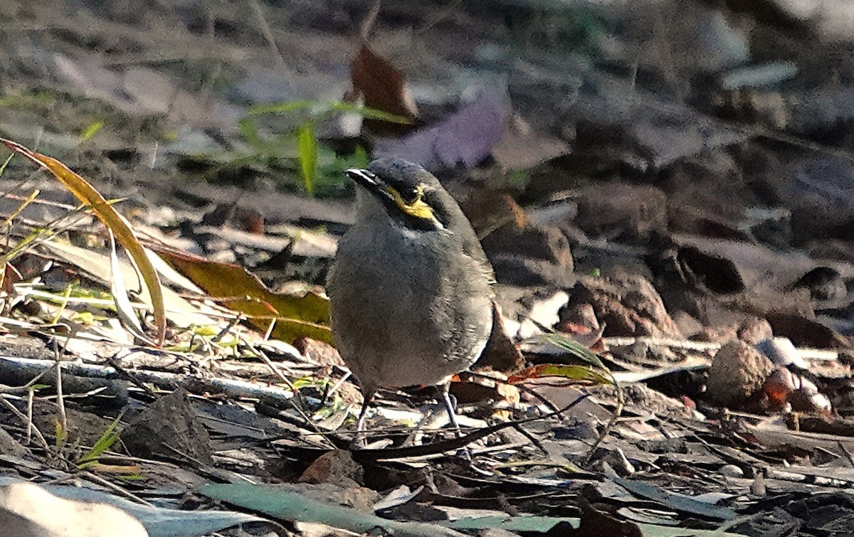 Yellow-faced Honeyeater - ML639741427