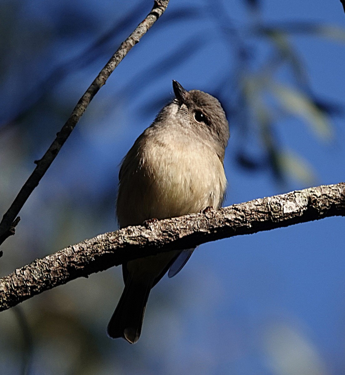 Golden Whistler - ML639741440