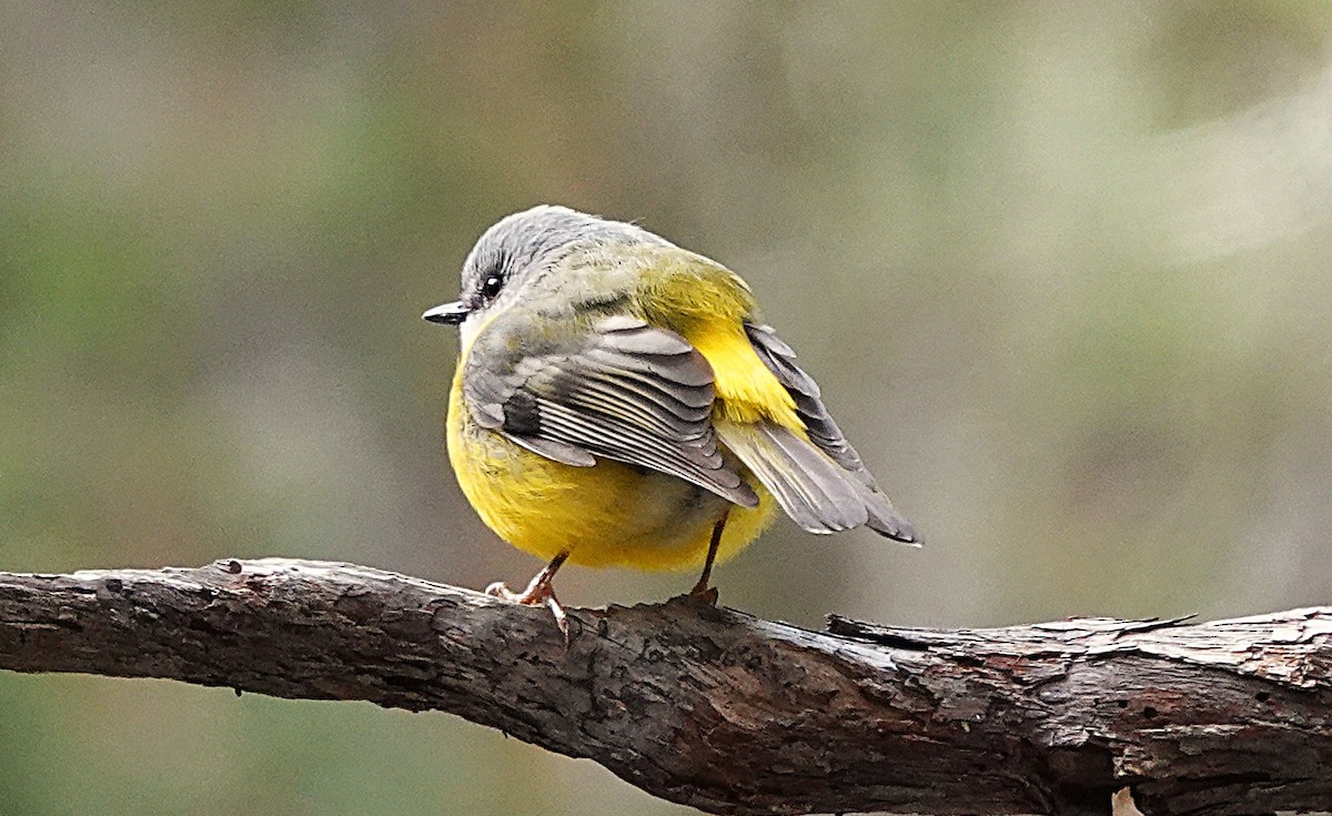 Eastern Yellow Robin - ML639741451