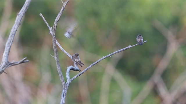 Northern Rough-winged Swallow - ML639741456