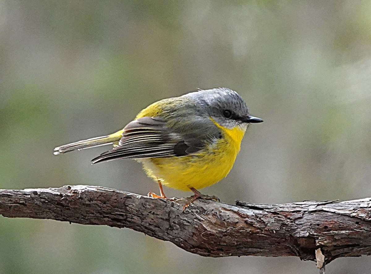 Eastern Yellow Robin - ML639741464