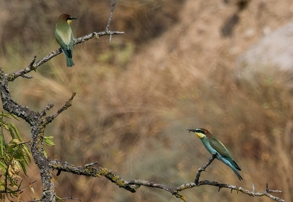 European Bee-eater - ML639741476