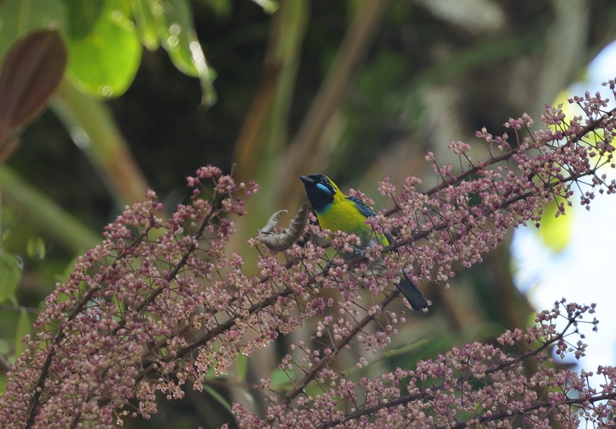 Blue-whiskered Tanager - ML639741480