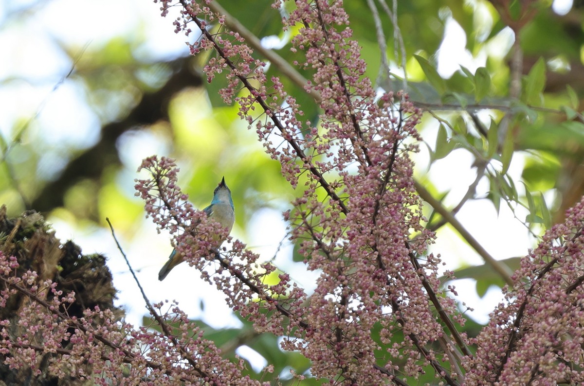 Scarlet-thighed Dacnis - ML639741483