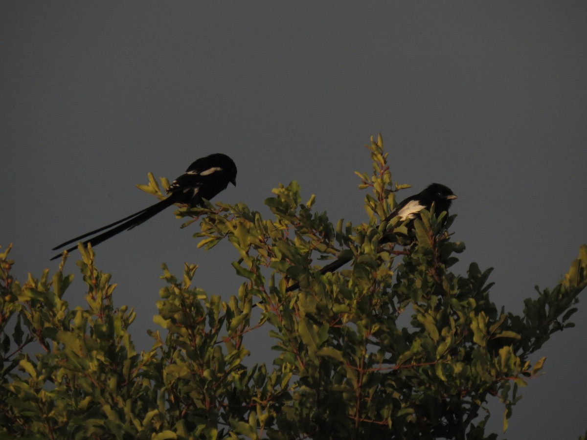 Magpie Shrike - ML639741544