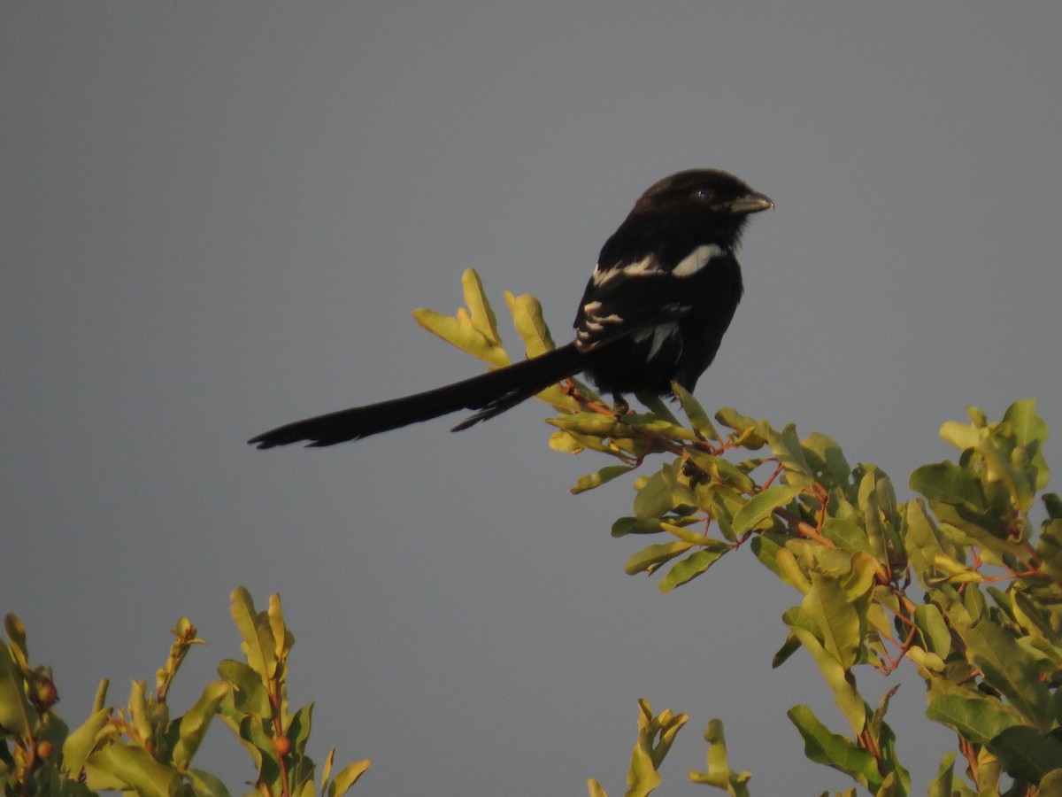 Magpie Shrike - ML639741545