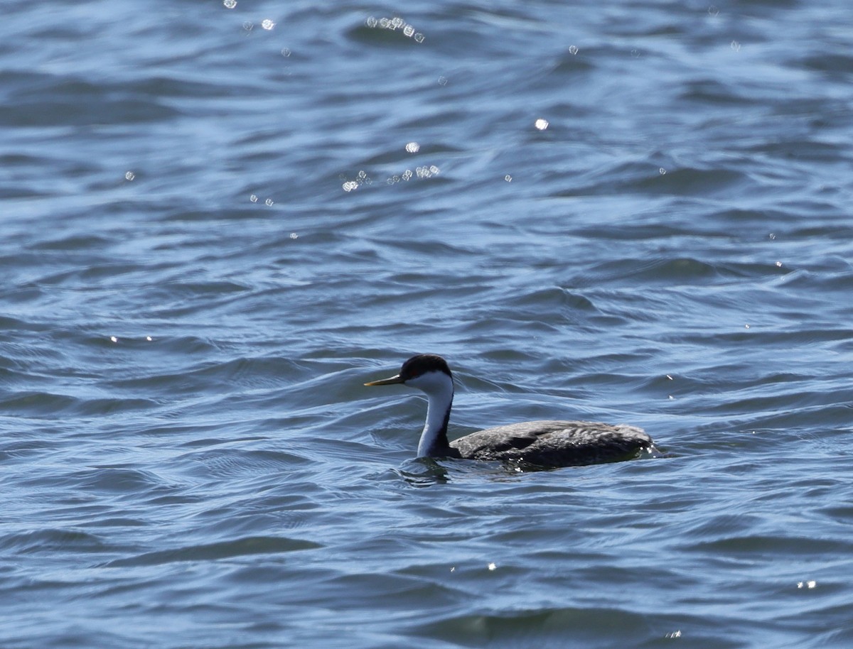 Western Grebe - ML639741551