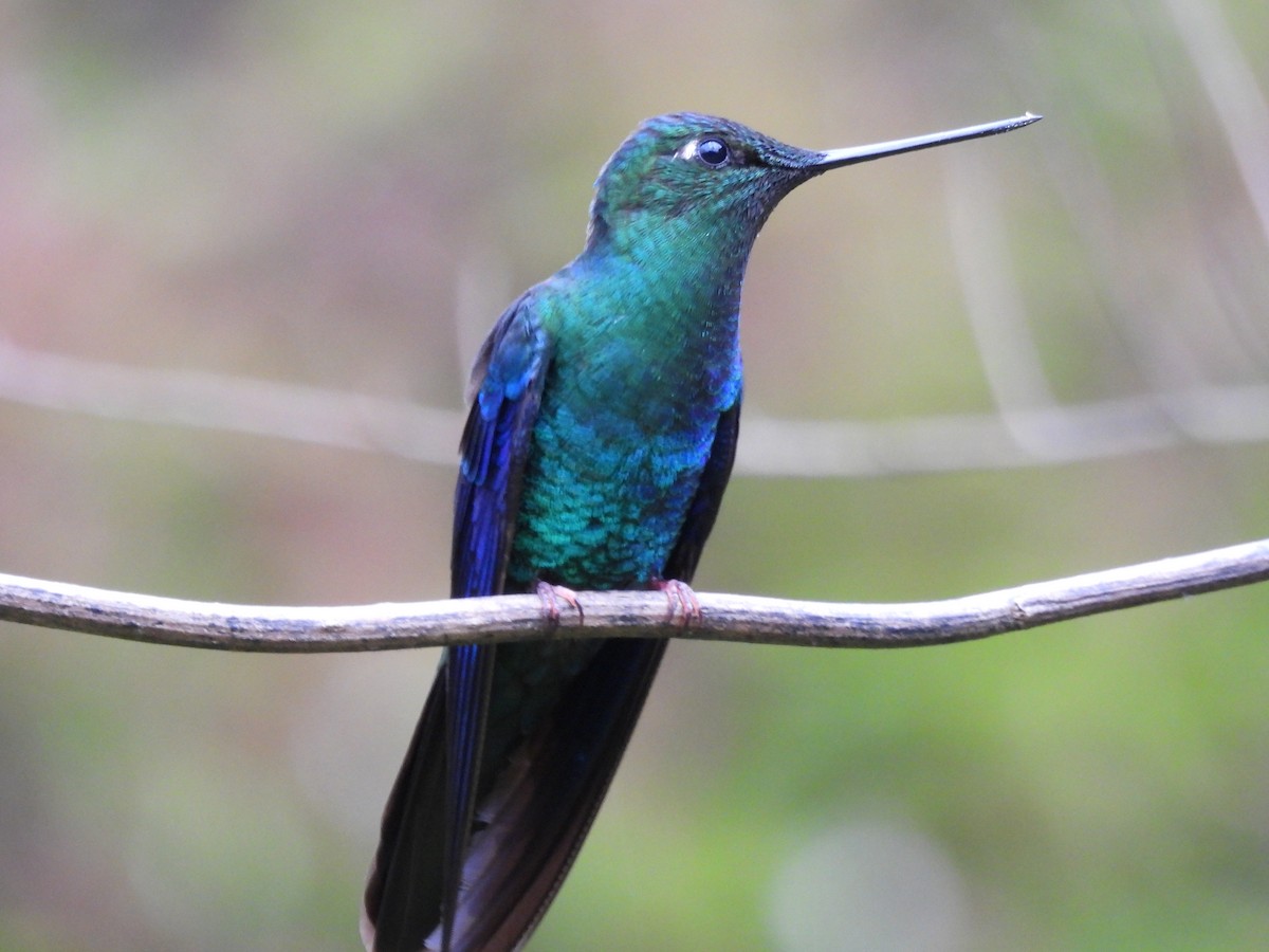 Colibri à ailes saphir - ML639741553