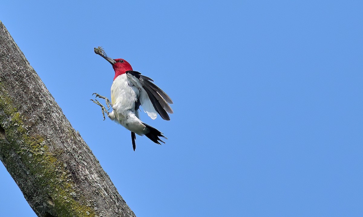 Red-headed Woodpecker - ML639741581