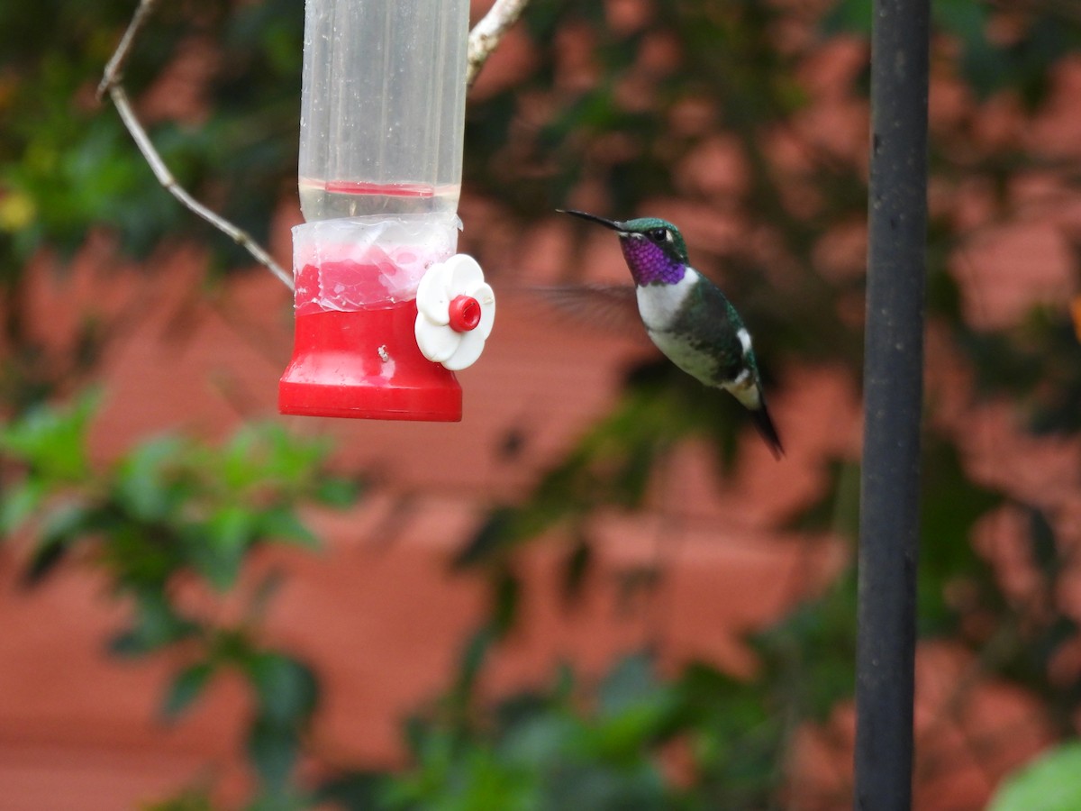 Colibri de Mulsant - ML639741641