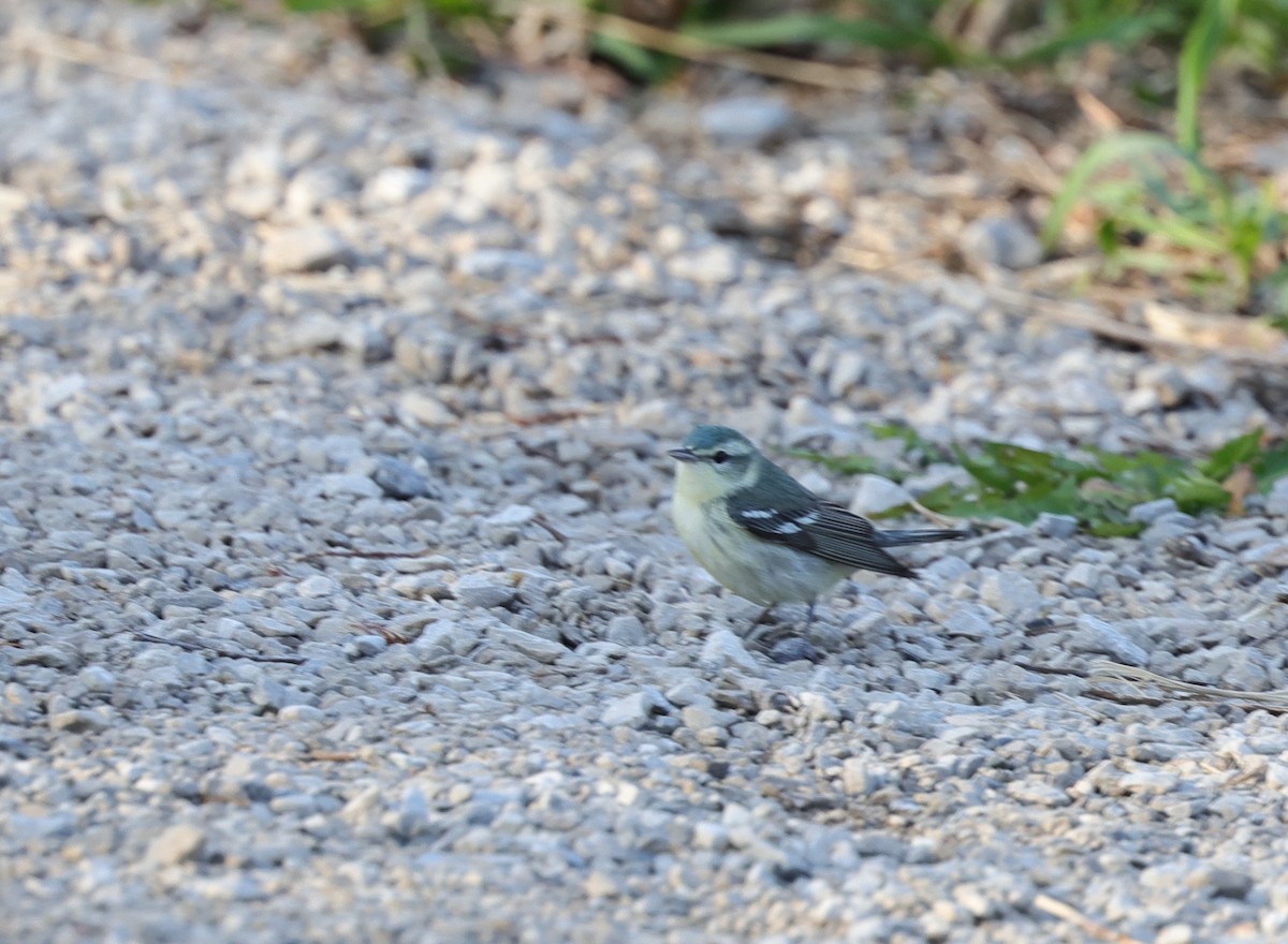 Cerulean Warbler - ML639741678