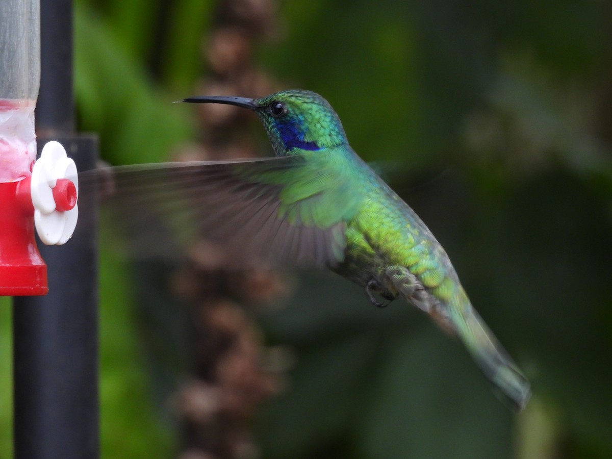 Colibri cyanote - ML639741711