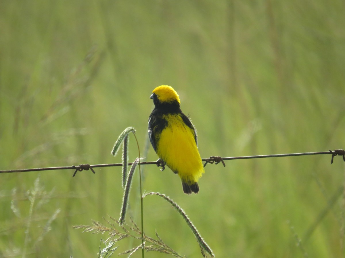 gulkronebisp - ML639741716