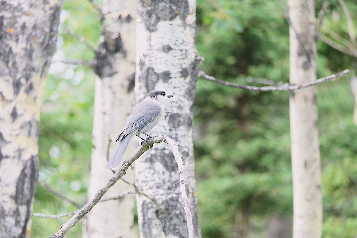 Canada Jay - ML639741722