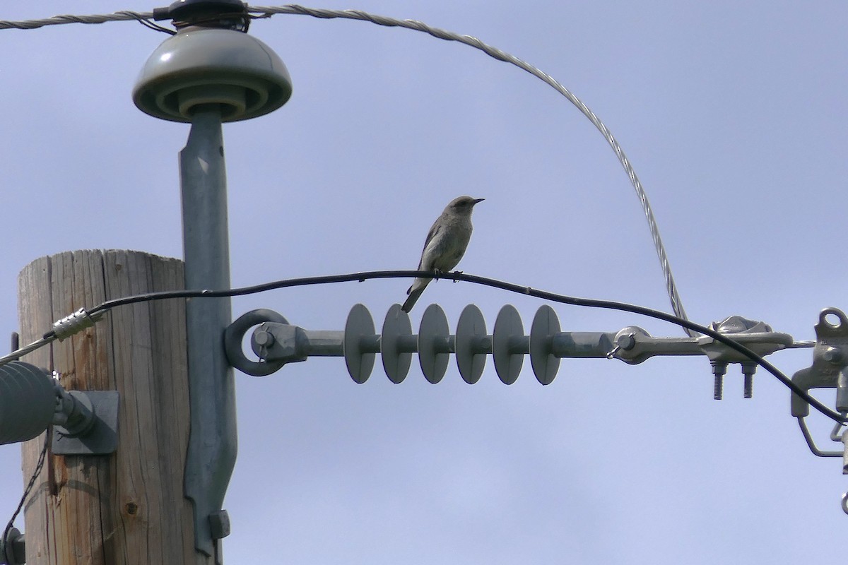 Mountain Bluebird - ML639741747