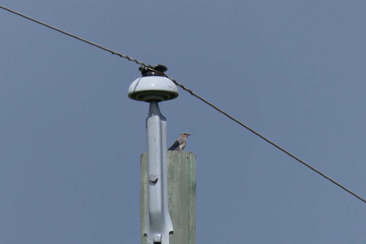 Mountain Bluebird - ML639741748